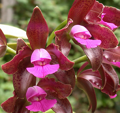 image of Cattleya species