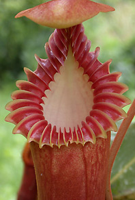 image of the amazing pitchers produced on Nepenthes edwardsiana