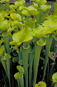 The yellow pitcher plant is nearly extinct in Virginia.