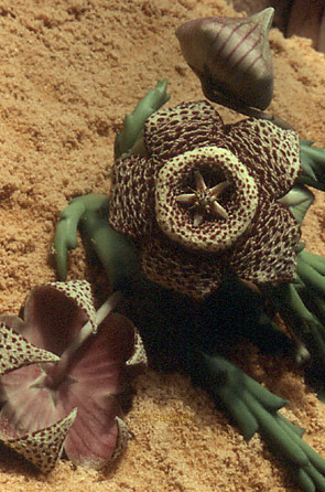 image of star flower