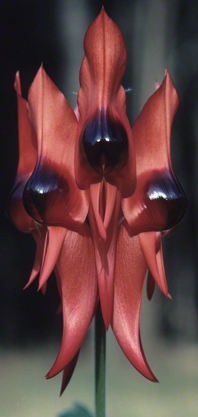 image of pitcher plant